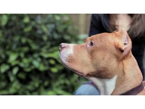 Understanding Pit Bulls - Truth About Pit Bulls