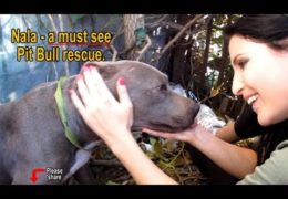 Nala Scared Pit Bull Rescued From A Ditch