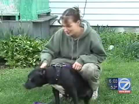 Pit Bull Saves Owner's Life - Truth About Pit Bulls
