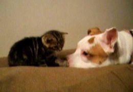 Pit Bull Loves Her Kitten