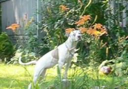 Pit Bull Roxy Nudges Flowers To Watch Them Sway