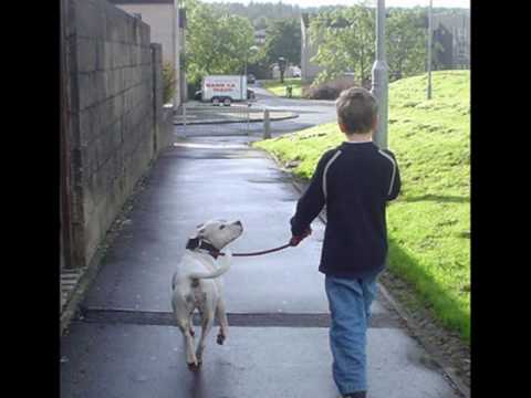 The Real Staffordshire Terrier - Truth About Pit Bulls