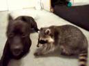 See Pit Bull and Raccoon Play