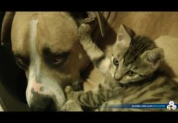 Pit Bull and Kitten Real Love