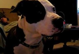 Pit Bull Howls At Video