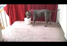 Pit bull Loves To Do Dog Tricks