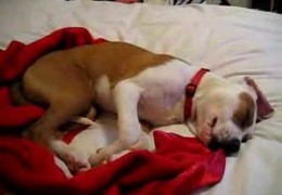 Pit bull Cries In Her Sleep