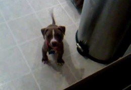 Pit Bull Puppy Barks For First Tme