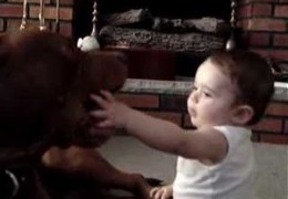 Pit bull Loves Eight Month Old Baby