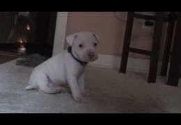 One Month Old White Pit Bull Puppy