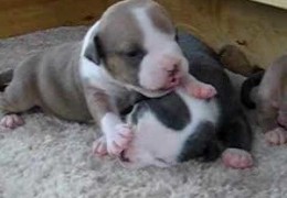 Pit Bull Puppies Playing