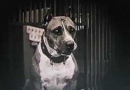 Paying Tribute To A Pit Bull Movie Star Luke