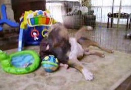 Watch Baby Attack Pit Bull