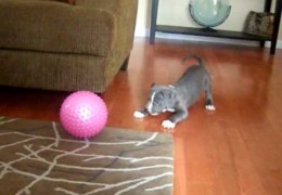 Blue Pit Bull Puppy vs Pink Ball