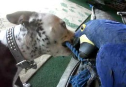 Pit Bull and Hyacinth Macaw Play Tug-of-War