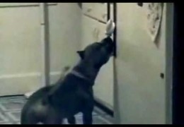 Pit Bull Doing Amazing Dog Tricks