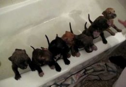 Pit Bull Puppies Want To Get Out Of Shower
