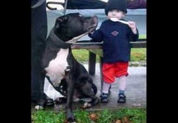 Funny Pictures Of Pit Bulls