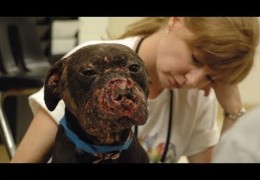 Dog Rescued From Dogfighting Raid