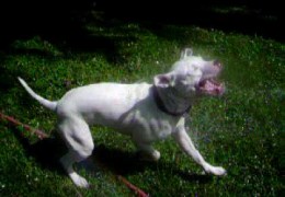Pit Bull Playing In A Water Hose