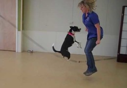 Watch Pit Bull Jump Rope