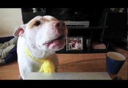 Dogs Talking Against BSL