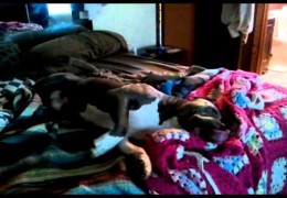 Pit Bull Doesn’t Want To Wake Up