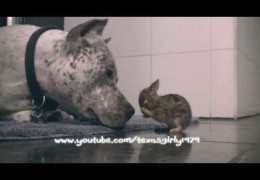 Watch Pit Bull Clean Baby Bunny Rabbit