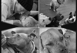Stop Letting BSL Break Up Our Families