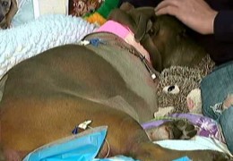 Lily The Pit Bull Saves A Woman From Being Hit By A Train