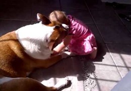 Pit Bulls And Babies Can Be Best Friends