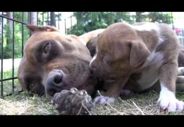 Pit Bull Momma Growls And Snaps At Her puppies