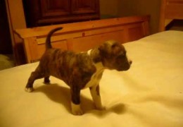Watch Brindle Pit Bull Puppy Play