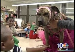 Lulu The Pit Bull Therapy Dog Goes To School