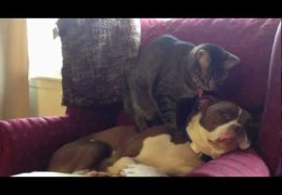 Cat Massaging Pit Bull