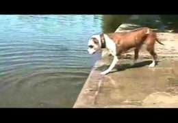 Pit Bull Learns About The Law Of Gravity The Hard Way