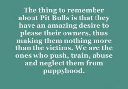 All Pit Bulls Need Is Love And All They Ask For Is A Chance