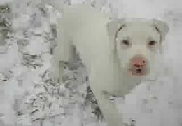 White Pit Bull Puppies Playing in The Snow