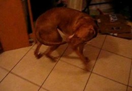 Pit Bull Chases His Tail And Catches It And Walks His Butt