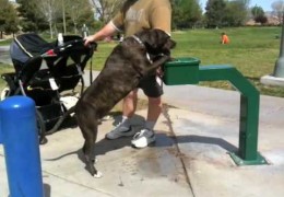 Pit Bull Drinking Out Of Water Fountain