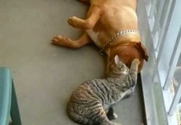 Pit Bull And Kitten Are Best Friends