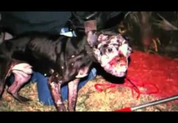 The Truth About Pit Bull Fighting