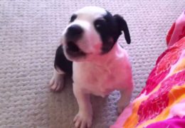 Cute Pit Bull Puppy Whining to Get On Bed