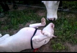 Pit Bull Loves Cows