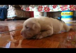 Pit Bull Puppy Trying To Walk