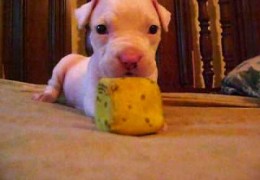 Baby The Pit Bull Puppy