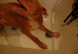 Red Nose Pit Bull Looks Funny While Taking A Bath