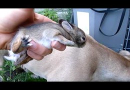 Pit Bull Loves Cotton Tail Baby Rabbit