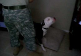 Pit Bull So Happy When Soldier Returns