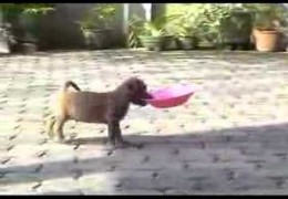 Cute Baby Pit Bull Puppy